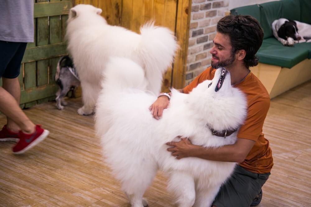 Seoul dog cafe for business travel in seoul