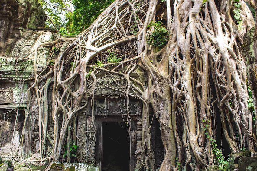 Trees - Angkor wat, krong siem reap, Cambodia